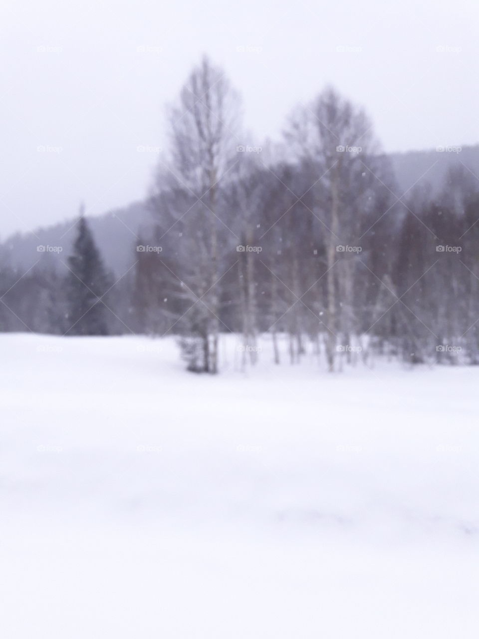 Тайга,снег.Весна