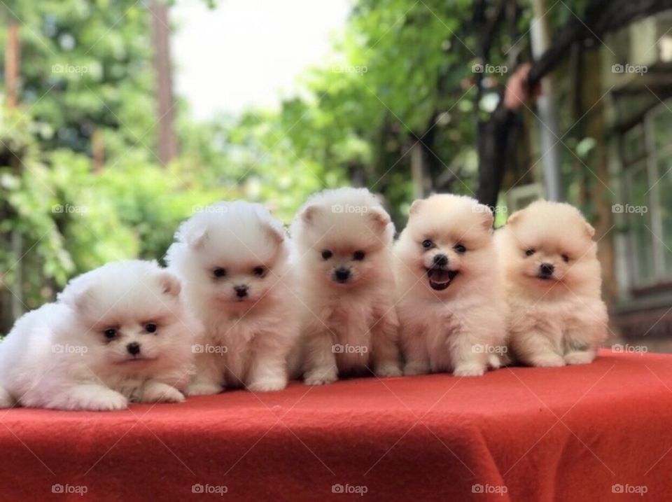 🐩🐩🐩🐩🐩💖