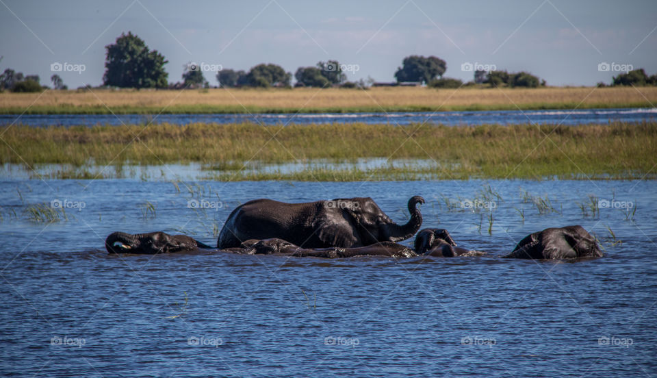 Elephants 