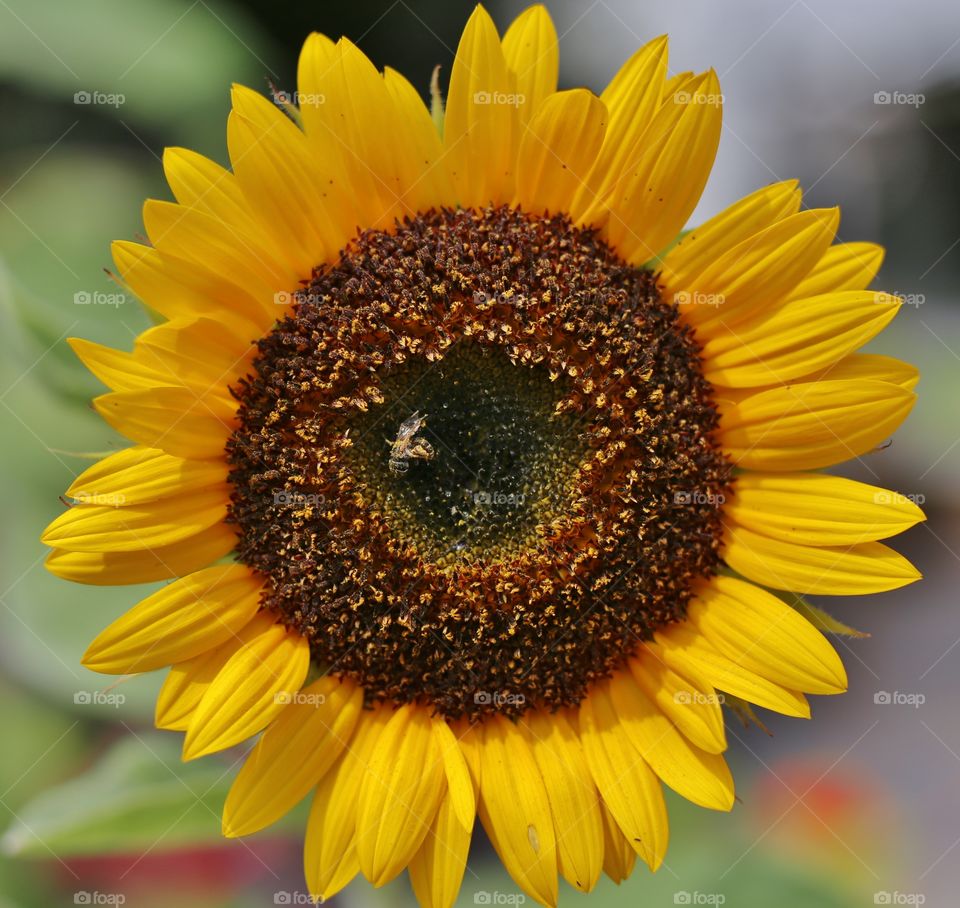 sunflower