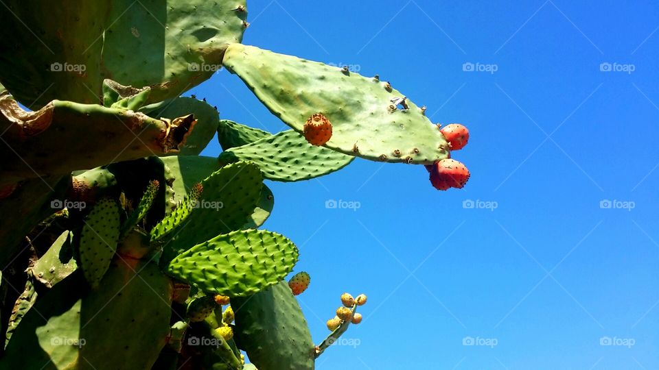 cactus fruit.  prickly pear