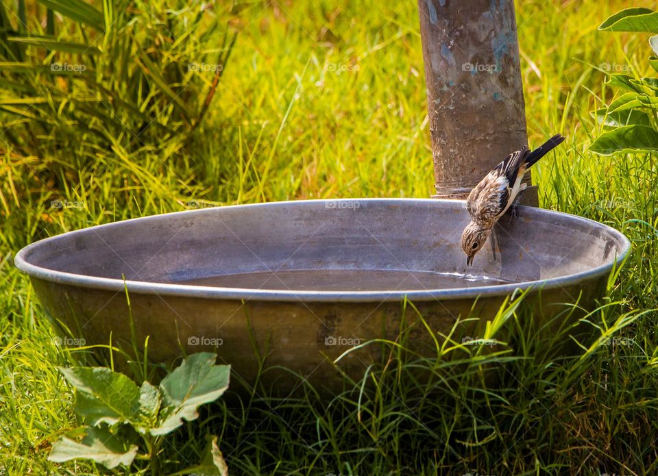 Bird drink water in hot summer day