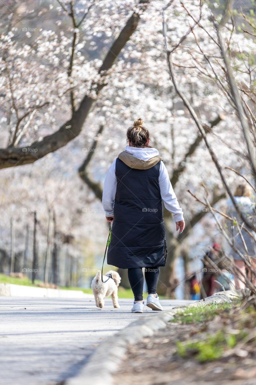 Woman walking a small white dog through a beautiful park in the spring with cherry blossom trees