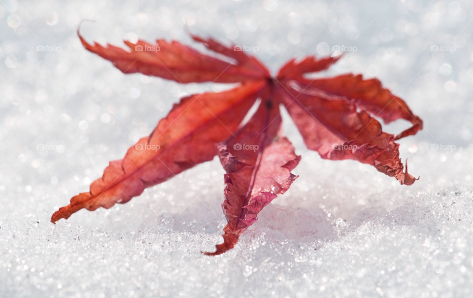 snow japanese leaf one by mparratt