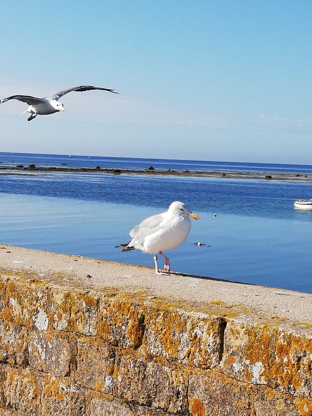 Mouette
