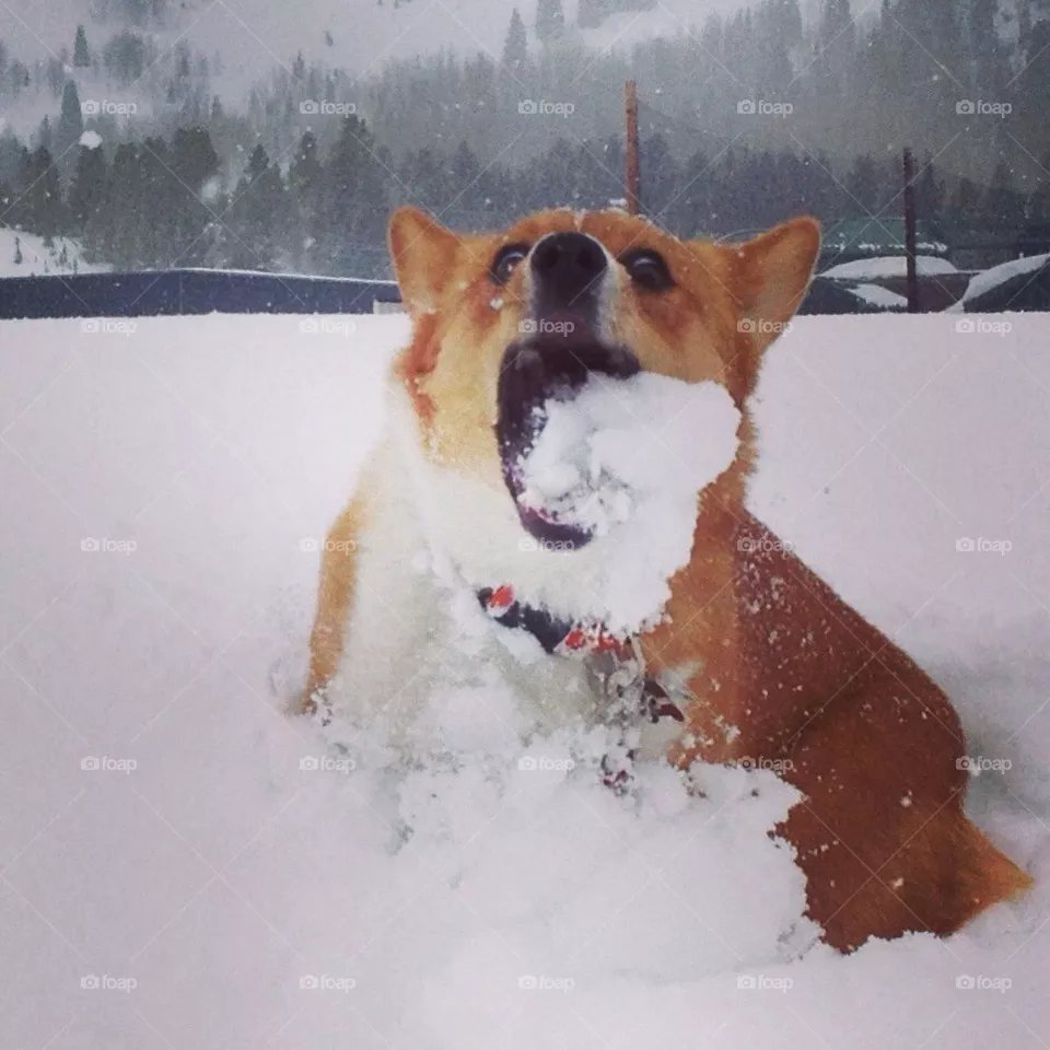 CHOMP