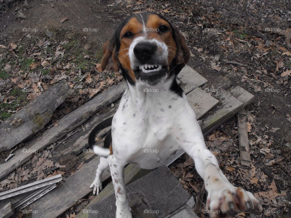 Smiling Hound