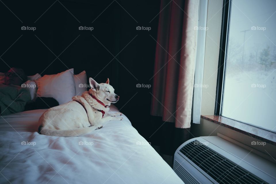 doggie sleepy looking out the window