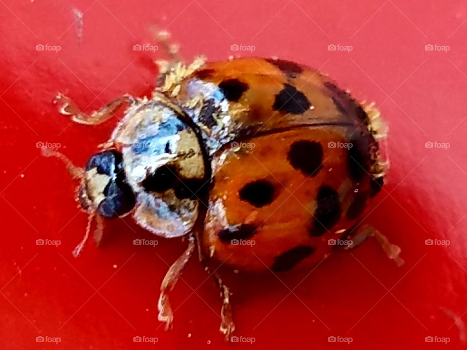 ladybug