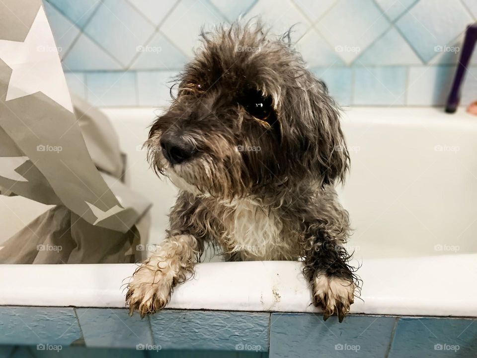 Cute puppy in bathroom 