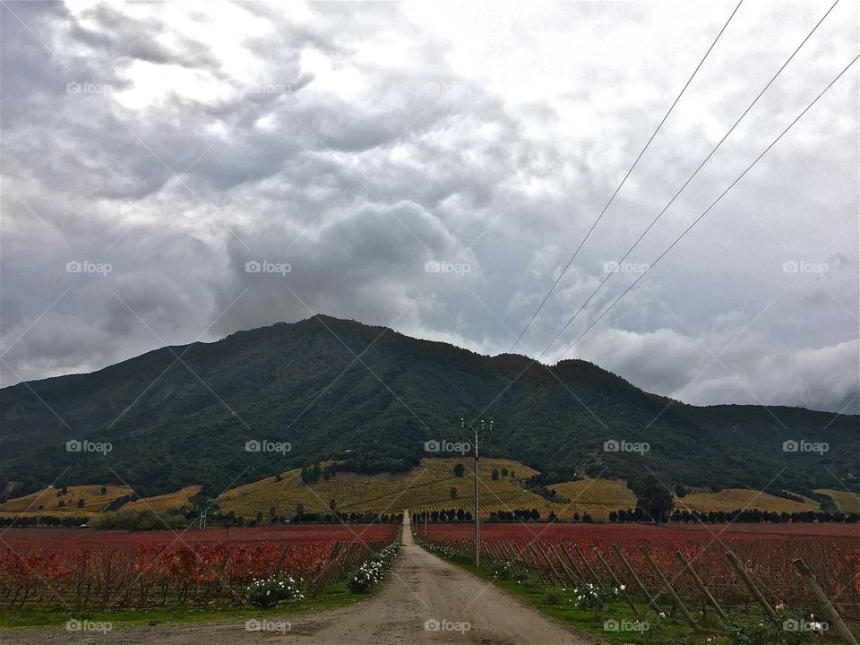 Vineyard in Chile