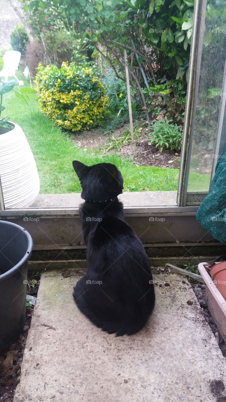 Cat in green house