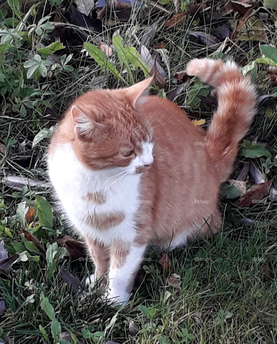 ginger cat in the garden