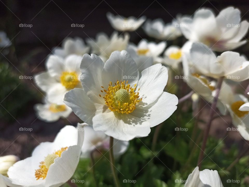 Anemonoides sylvestris (syn. Anemone sylvestris), known as snowdrop anemone or snowdrop windflower, is a perennial plant flowering in spring