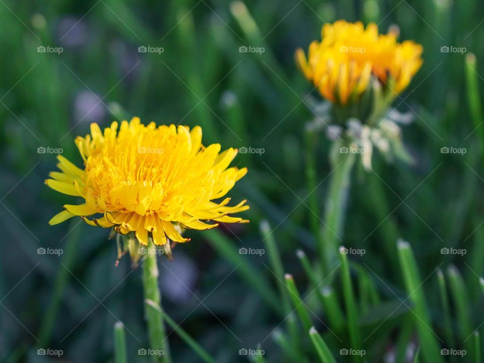 Beautiful view of a yellow dandelion in the green grass of a lawn with a blurred ion, side view close-up. The concept of beautiful floral backgrounds and wallpapers.
