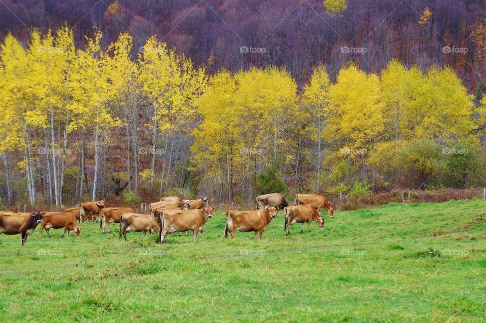 Cows grazing on grassy field during autumn