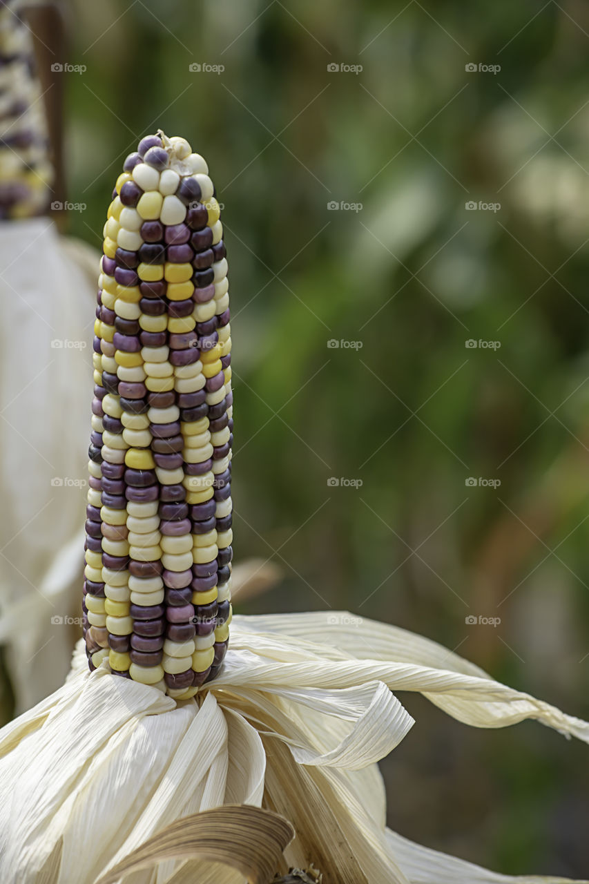Corn with many colors in a pod on the tree at the farm show.