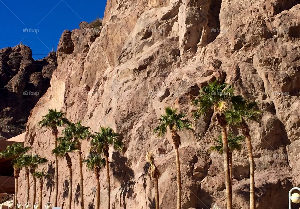 Palm trees against mountains