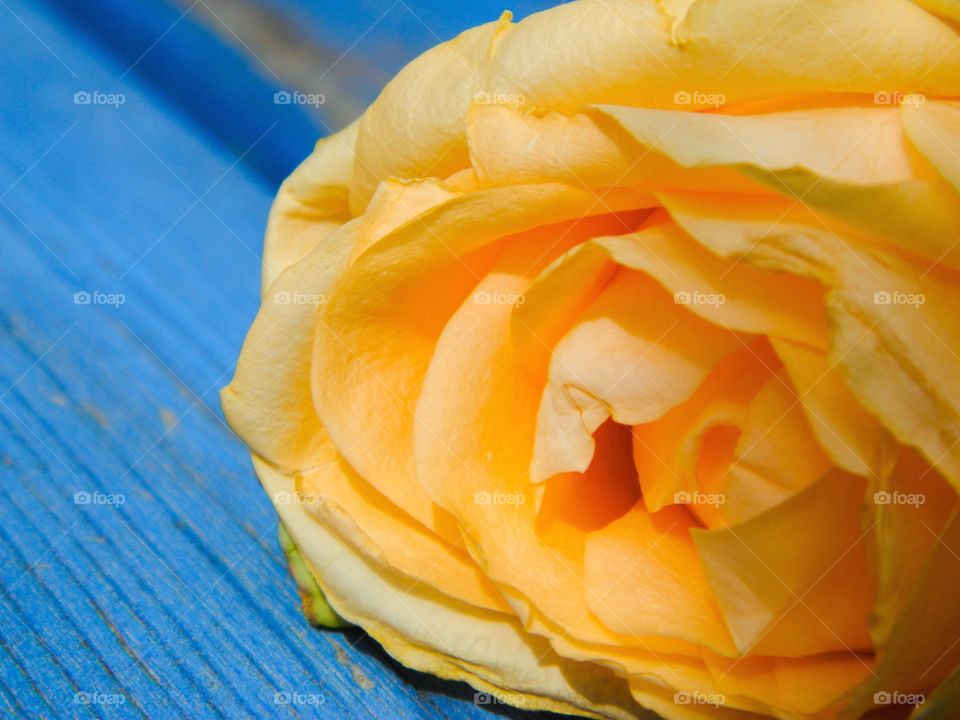 Rose on a blue table
