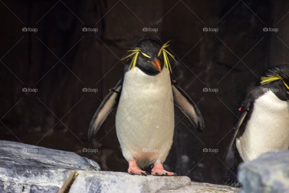 Flightless bird....penguins. 