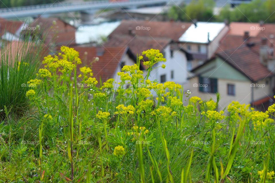 Spring landscape.  Greenery and yellow flowers next to the inhabited place