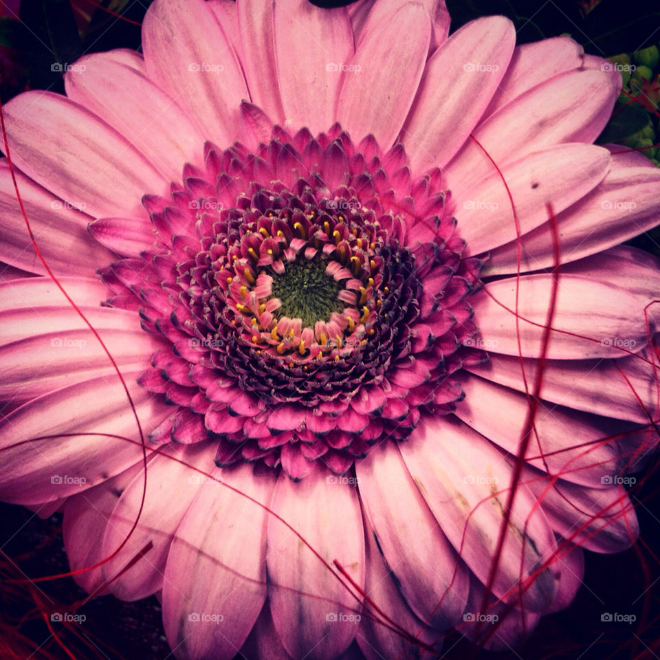 sweden pink flower luleå by karin2