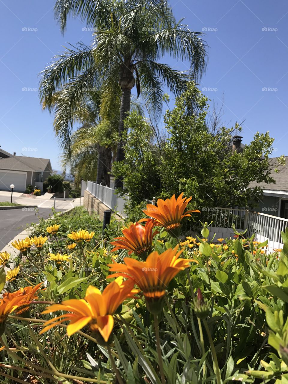 Palm trees and wildflowers