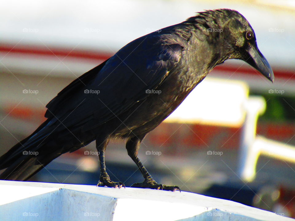 The Indian jungle crow (Corvus culminatus) is a species of crow found across the Indian Subcontinent south of the Himalayas.
