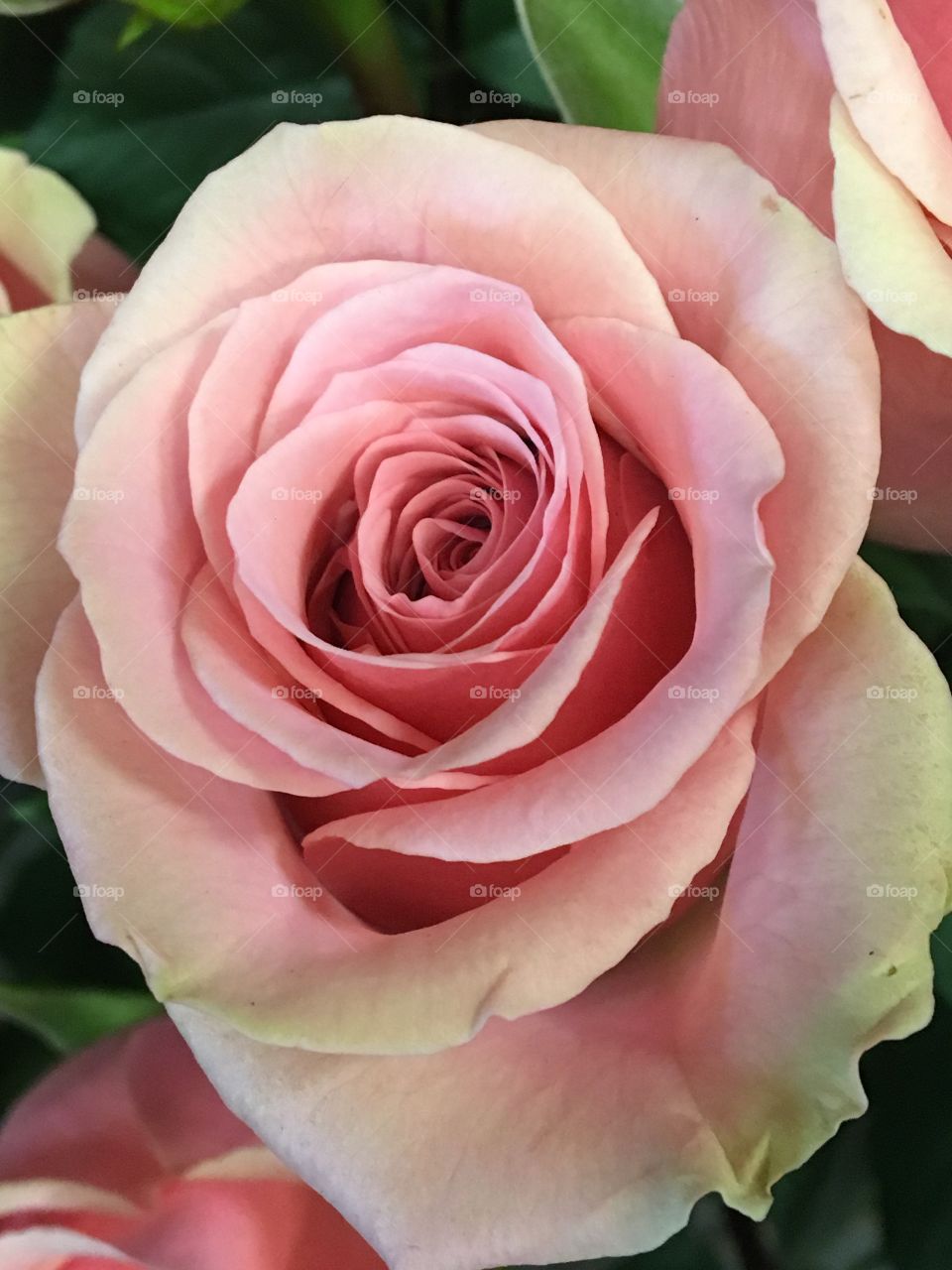 Pink rose 