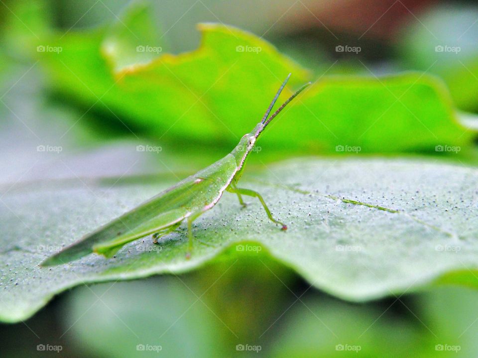 Grasshopper on green leaf