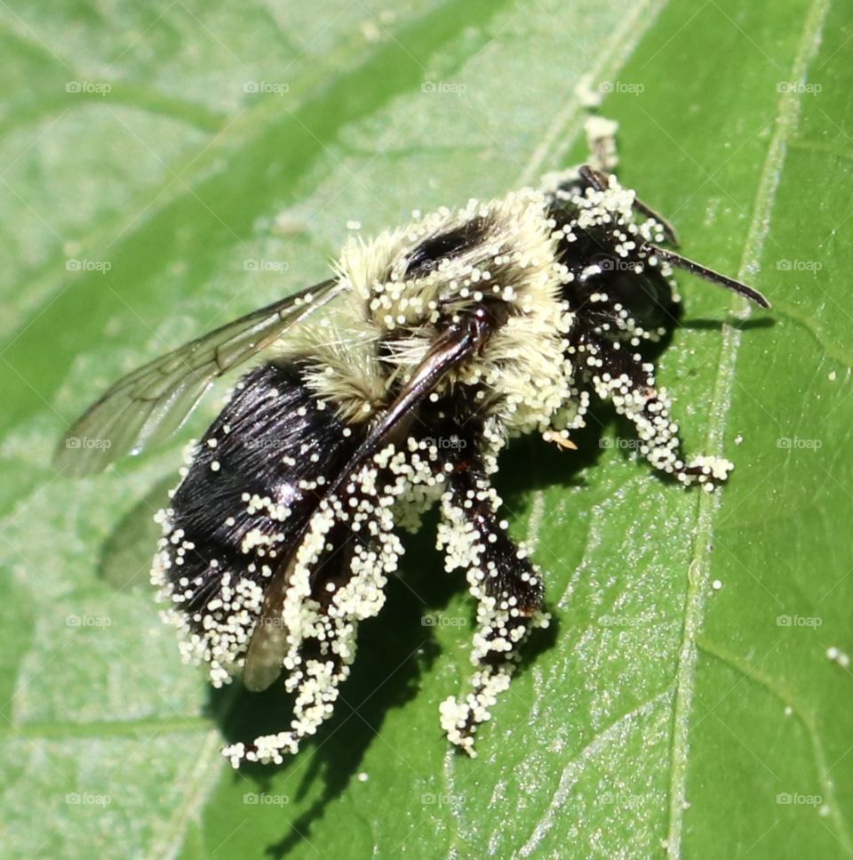 Pollen overload, carpenter bee covered with pollen on a green leaf 