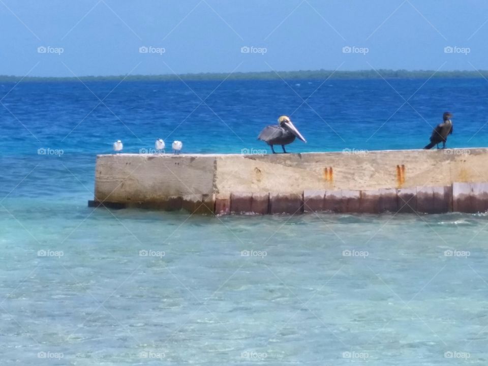 Pelican - Desert Isle - Belize