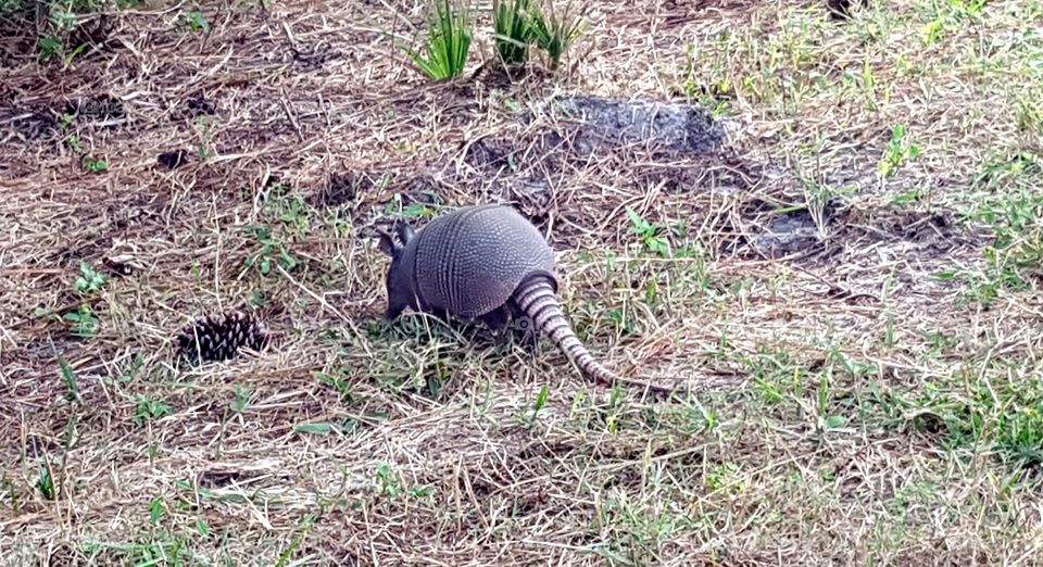 Armadillo