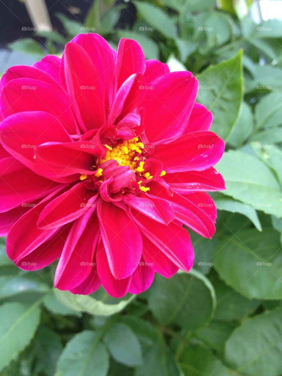 Pink flower. Dwarf dahlia in magenta