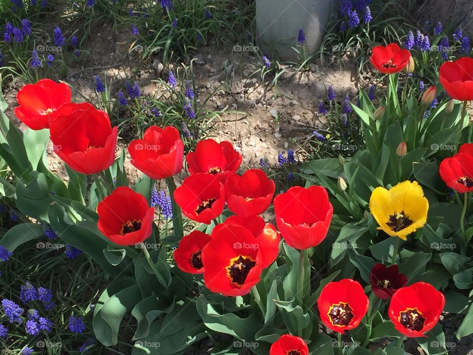Red and Yellow Tulips with Lavender Flowers
