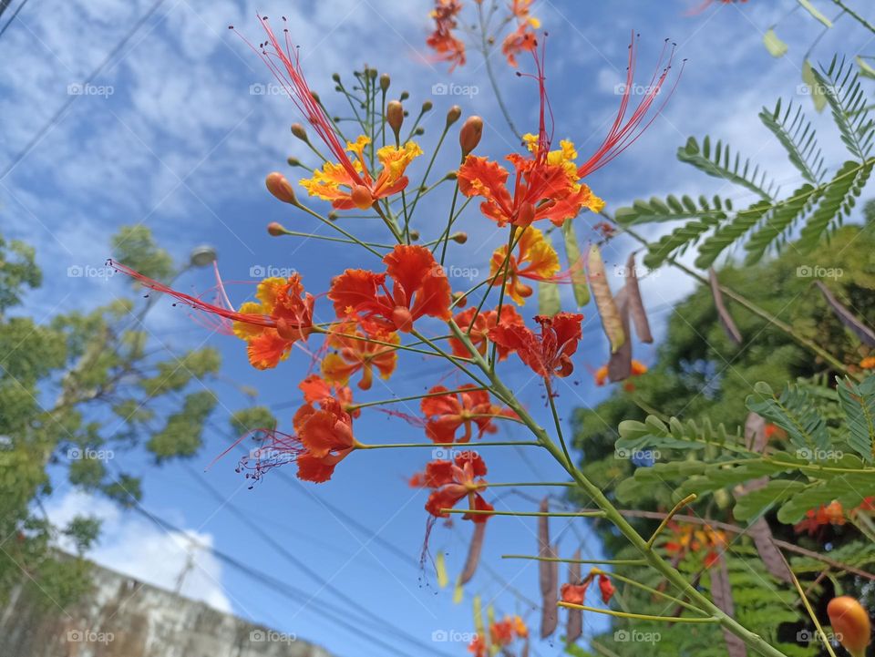 Flowers 🌺