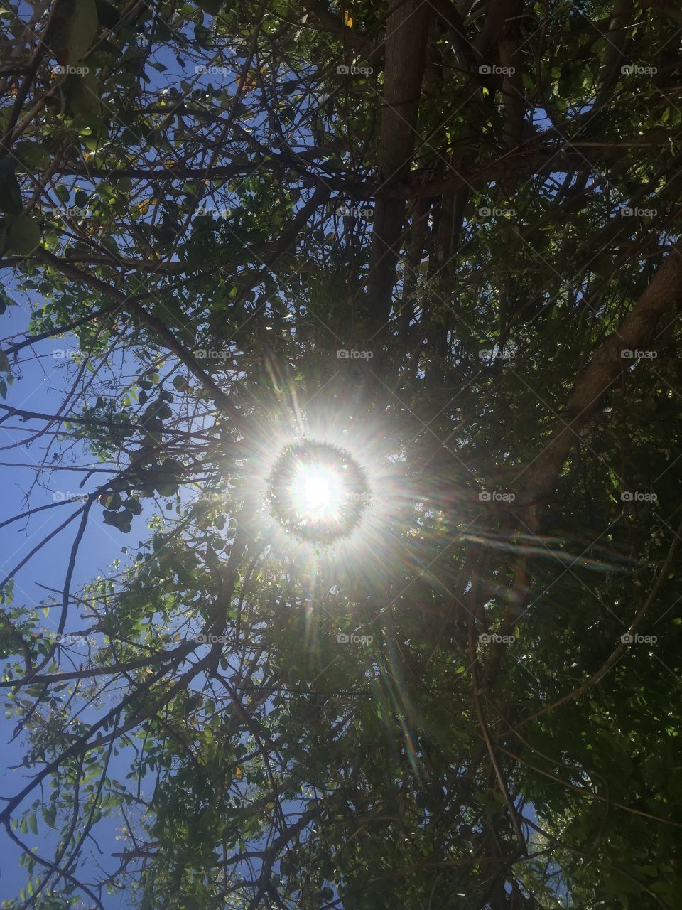 The Sun through the tree branches 