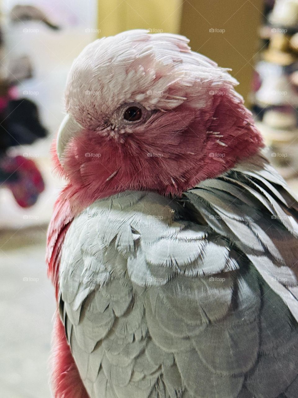 Pink parrot 