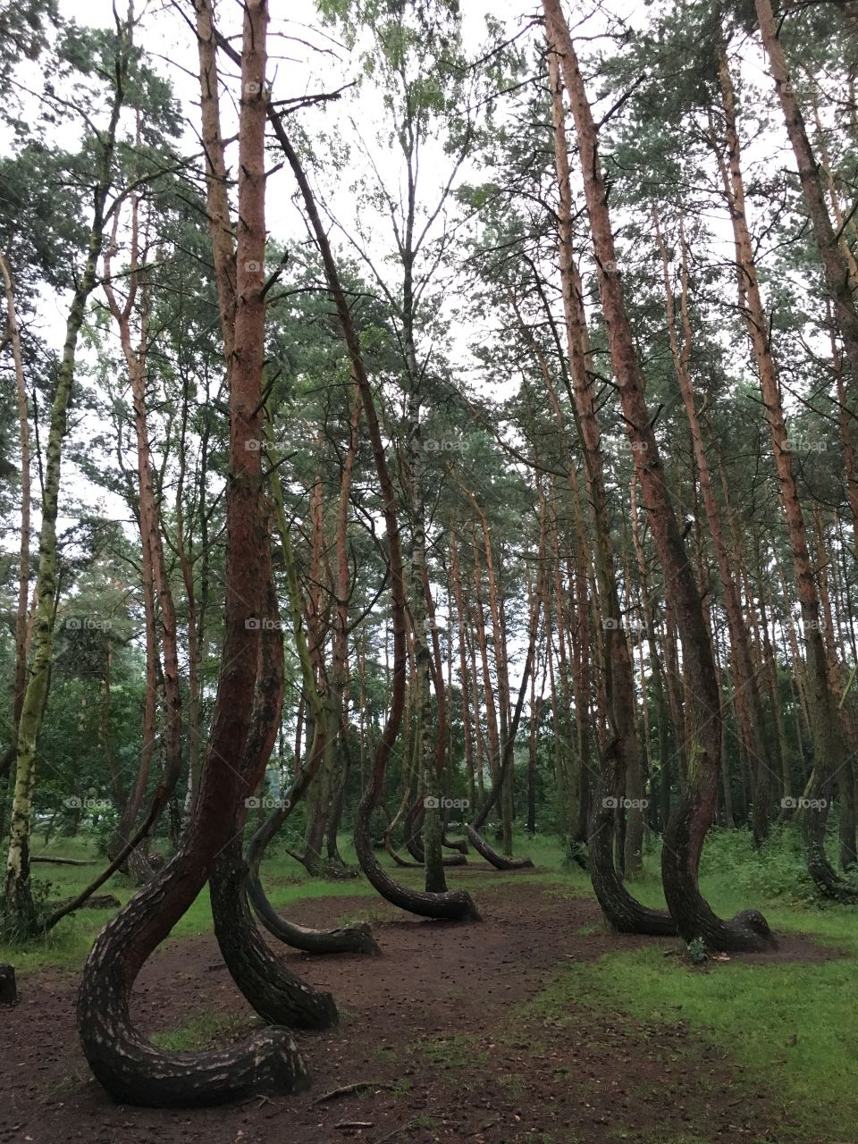 Nowe Czarnowo - Crooked trees - Poland