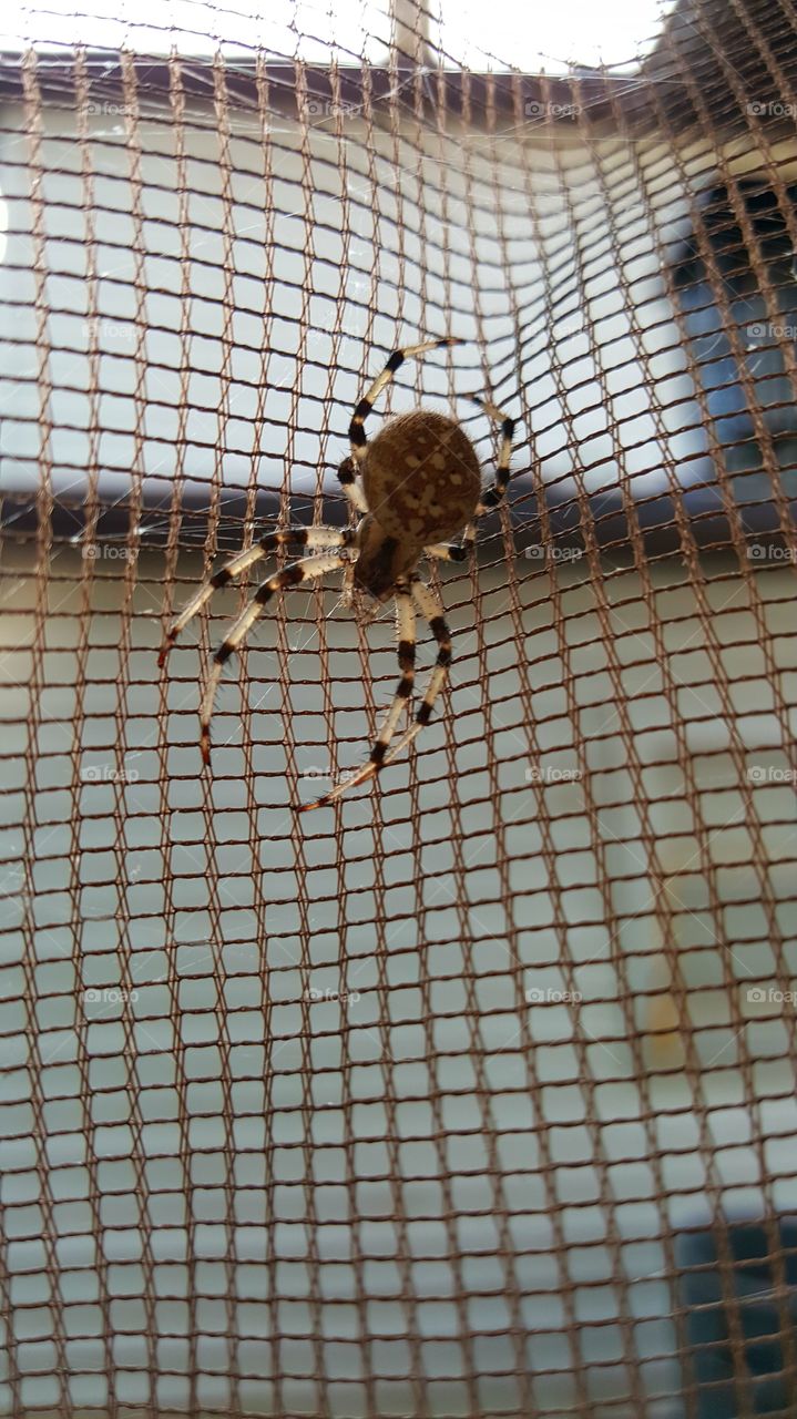 spider on netting outside summer