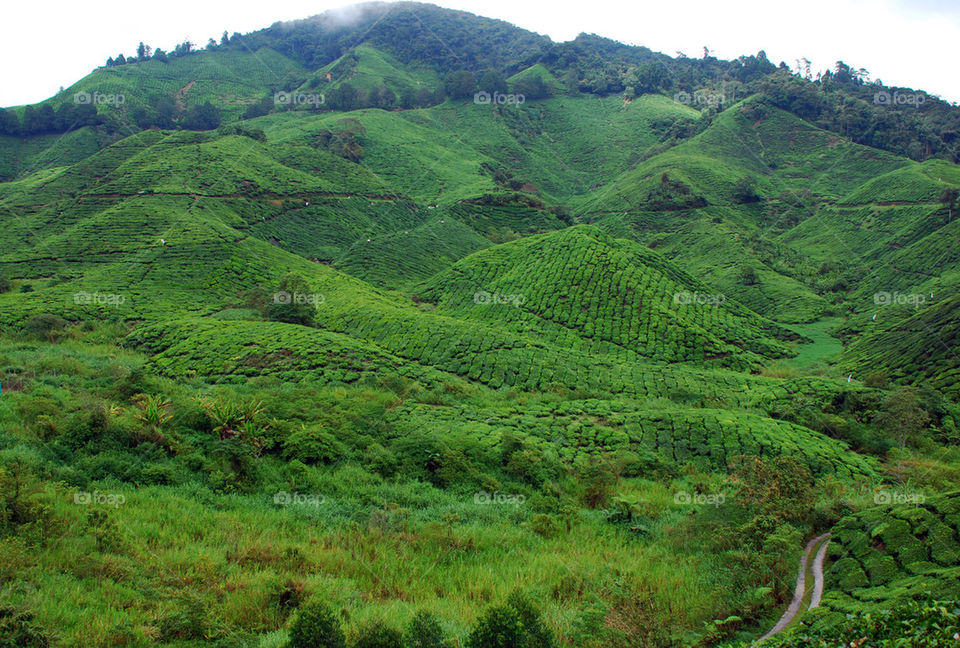 green mountain tea tropical by paullj