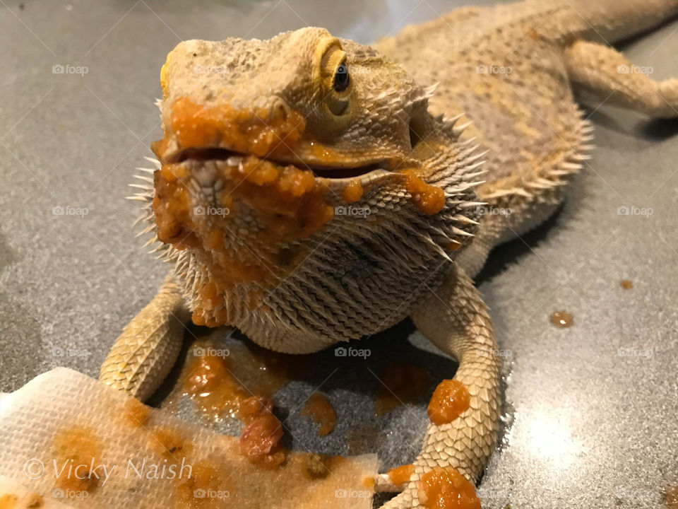 My beloved Beardie loves some veggie baby food & it keeps him regular. I feed it him by syringe or by a little spoon. I tried to mix in some ground up bugs for some extra protein but he kept spitting out the chunks of bug making quite the mess. 🧡