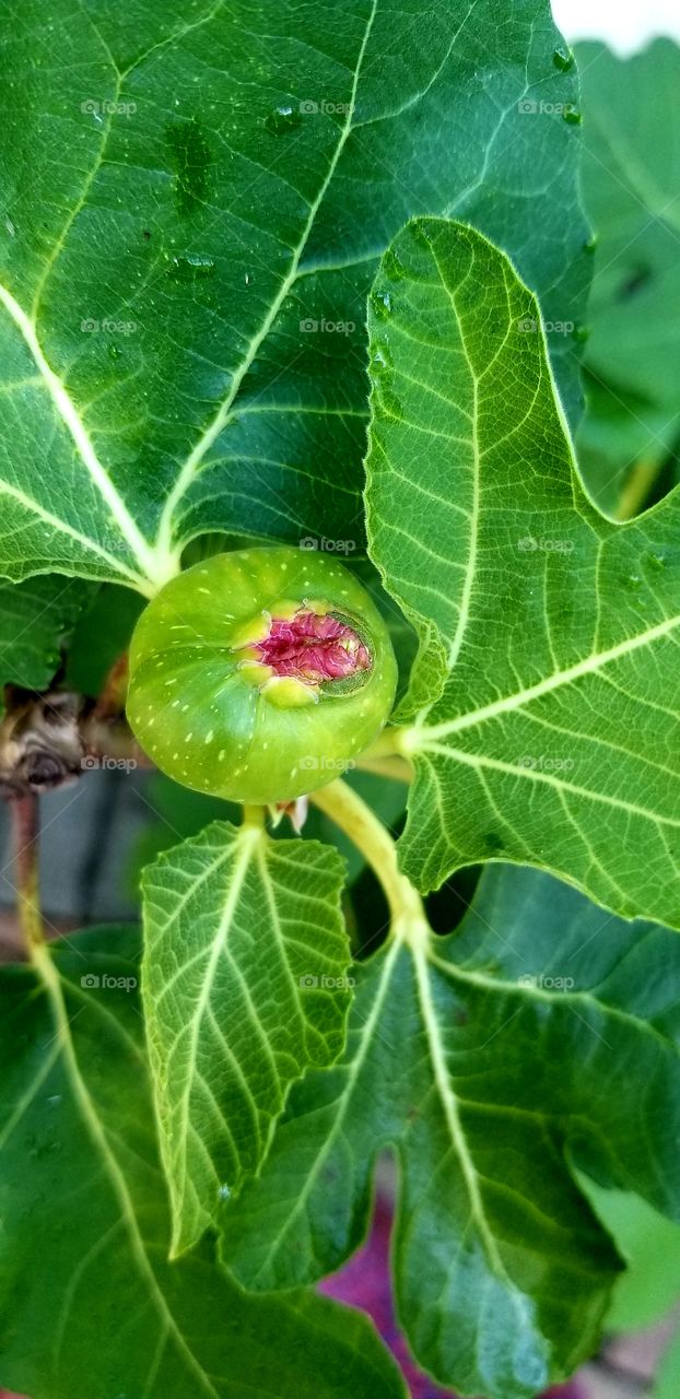 Fig grow