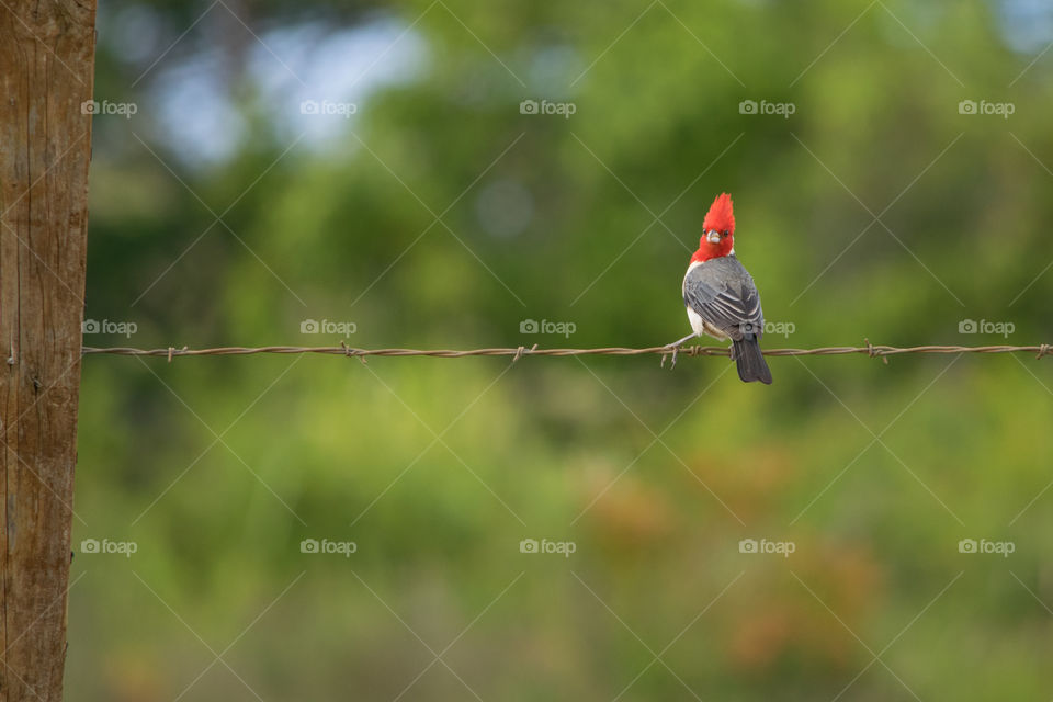 Cardinal bird perching on barbed wire