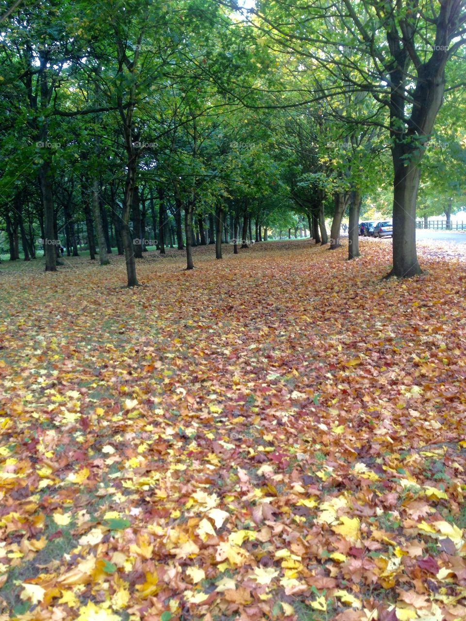  Colourful carpet. Autumnleaves carpet beautiful colours walking through the woods