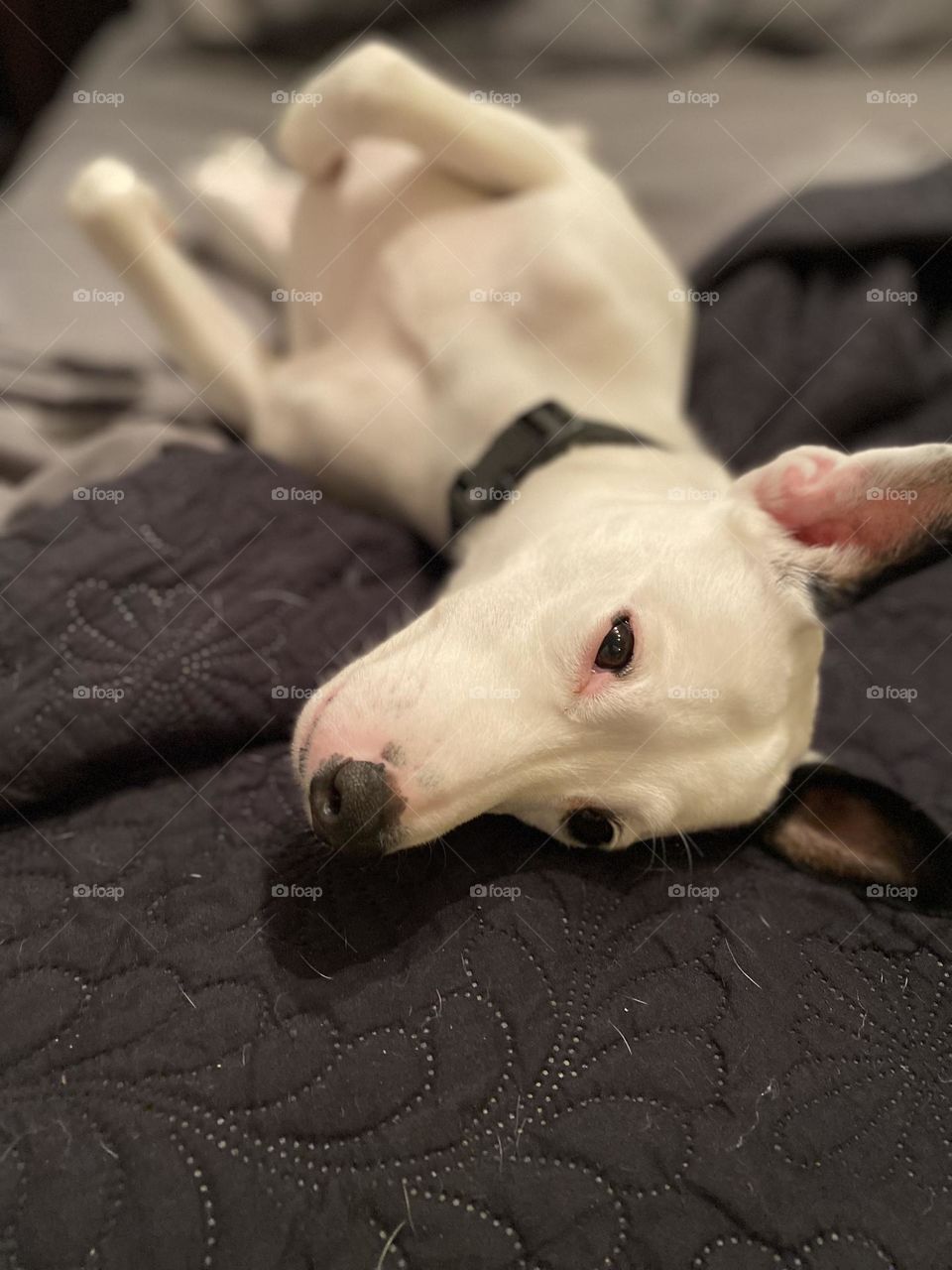 Happy and content dog laying on his back 