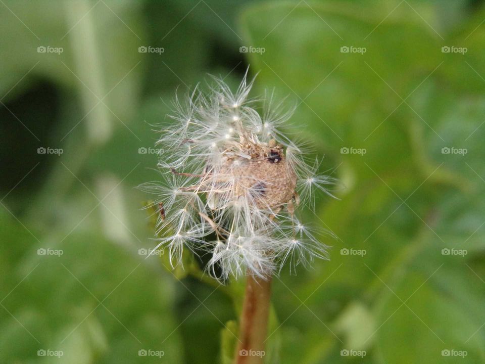verblühter Löwenzahn