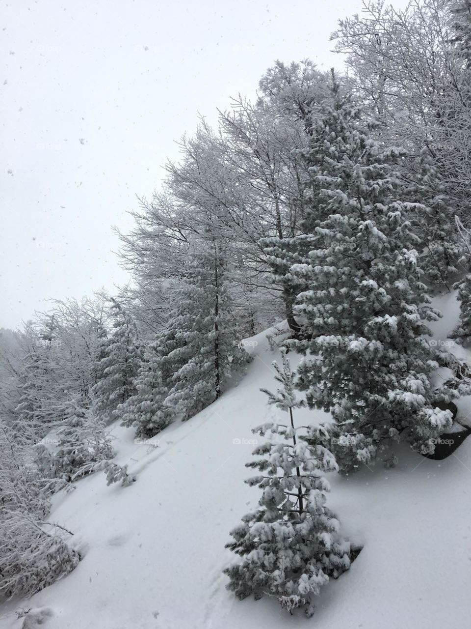 Trees covered by snow