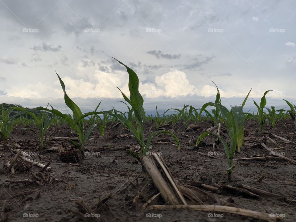 Watching the storm brew behind my corn