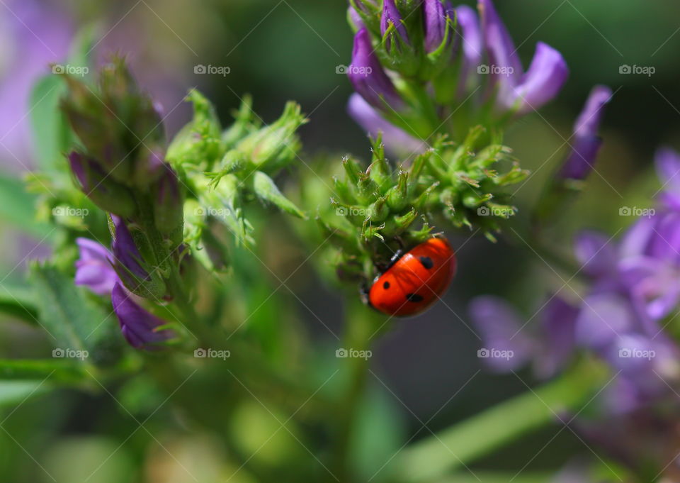 Ladybug Beetle